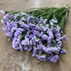 STATICE LAVENDEL